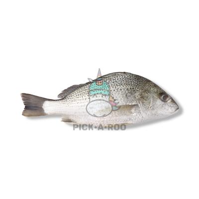 Bakoko / Bream | PICK.A.ROO